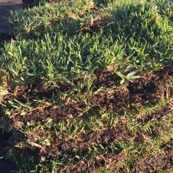 St Augustine Sod Pickup🛍 Or Delivery 🚚 