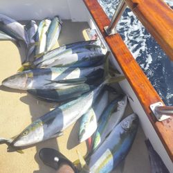 Fishing Rod