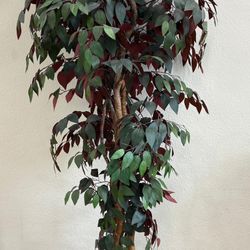 7FT artificial Capensia tree.