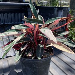 Tricolor Ginger Plant 