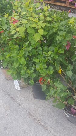 Hibiscus