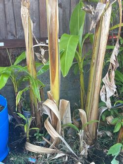 Banana plants