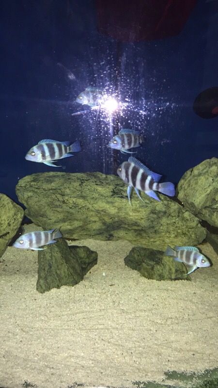 Moba frontosa Zaires fish aquarium