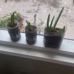 Aloe Plants For Sale 4.00