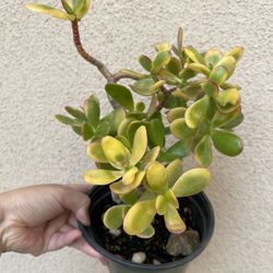 Beautiful Summerset Lucky Jade Plant 6’pot