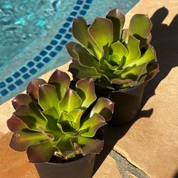 Aeonium Succulent Plants Set of 2