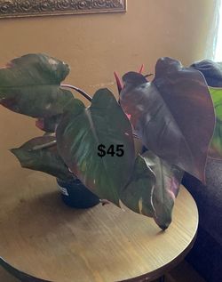 Plants