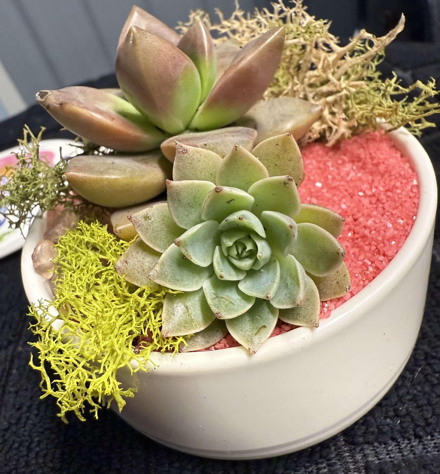 Real succulent arrangements