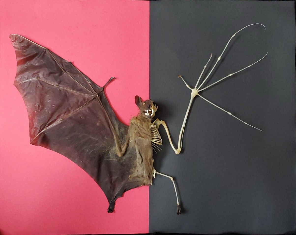 Real Fruit Bat Half Skeleton *RARE* / Home Decor/ Oddities