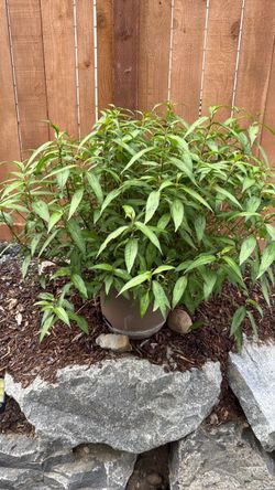 Vietnamese Coriander