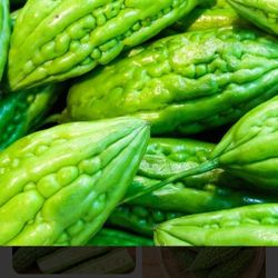 Bitter Mellon Plants Pack 2 Ready To Grow Seedling Plants