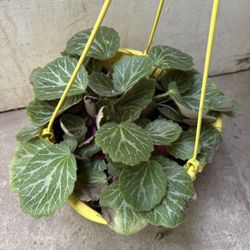 Hanging Plant Flower 