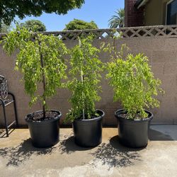 Jujube tree