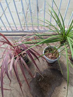 Plants