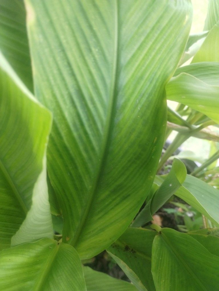 Topi Tambo Plant Trinidad & Tobago Organic 3g