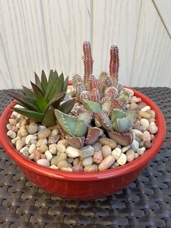 Cactus Arrangement