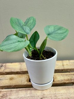 Philodendron House Plant