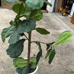 Fig Plant Faux 