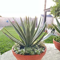 Succulant  - Mothers Day Gift