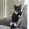 Authez Cate