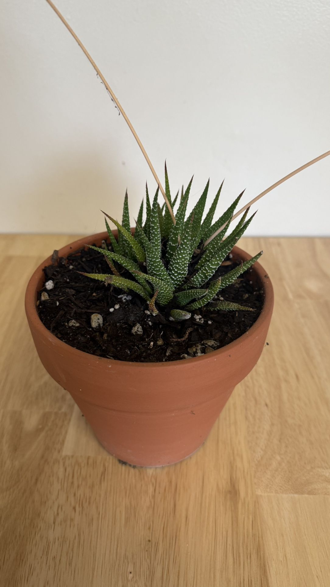 Succulent Plant