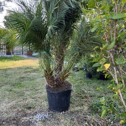 Roebelline Palms In 15 gls Pot. SPECIAL PRICE !🤩