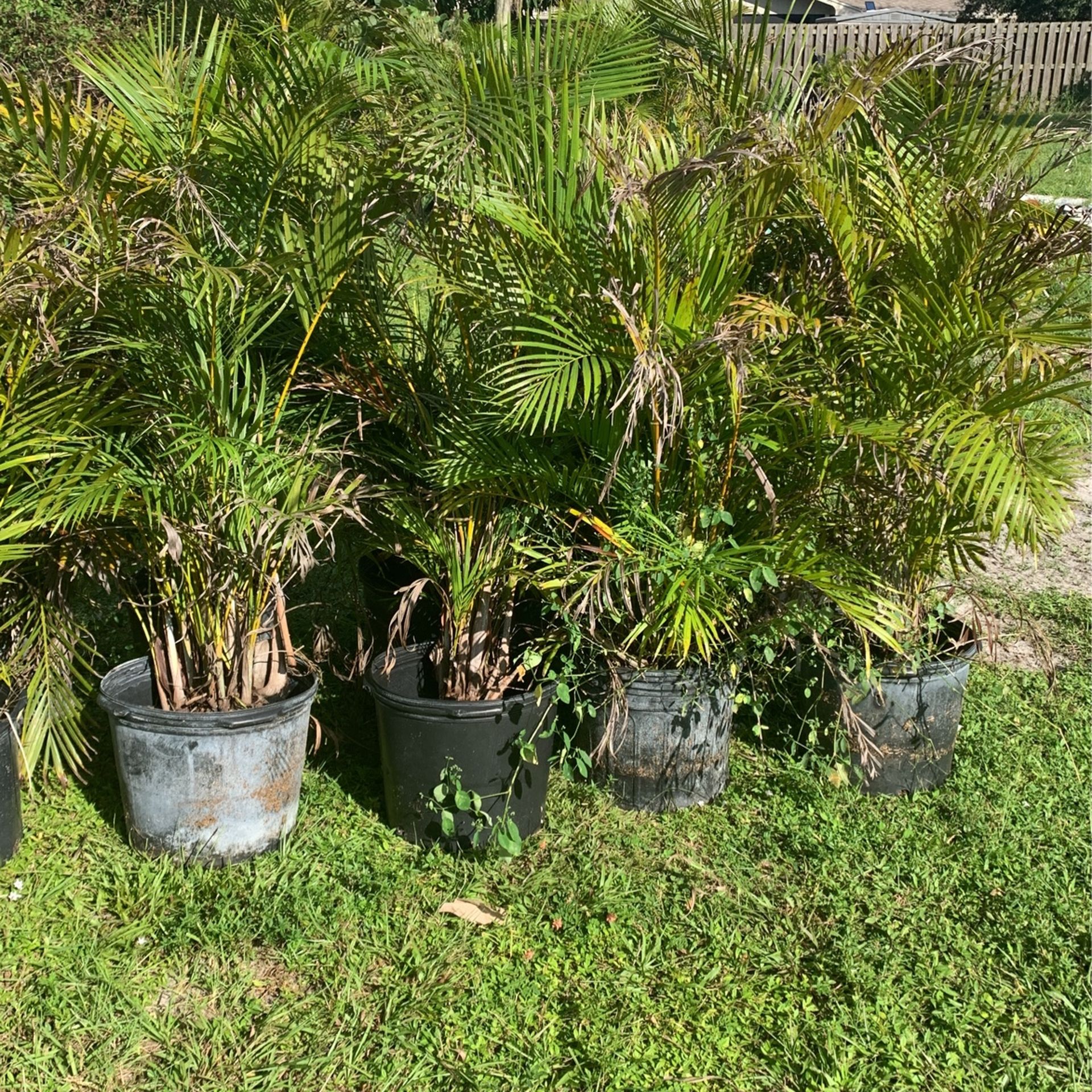 7 gallon areca palms