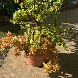 Very Nice  Succulent