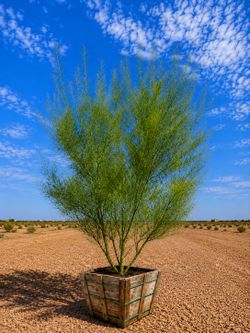 Museum Palo Verde Tree