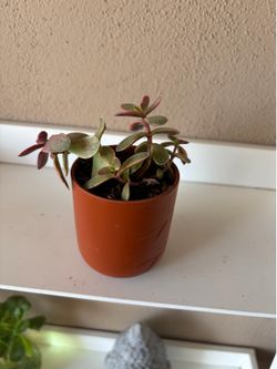 Mini plant