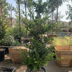 Ligustrum japonicum, Waxleaf Privet Hedges plant, 15gal