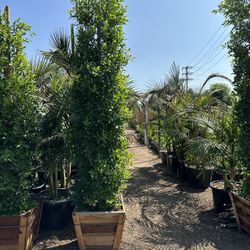 Ficus Nitida Privacy Hedge
