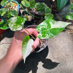 Variegated Alocasia Odora / Macrorrhiza Cousin