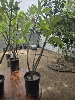 Plumeria pink or white