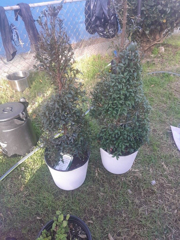 2 Spiral Topiary Trees