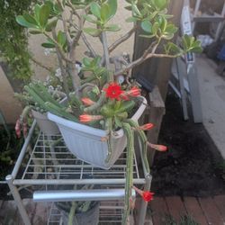 Jade Plant With Peanut Cactus 