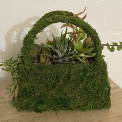 Succulent  Arrangement 