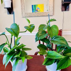 Golden Pothos Indoor Plants In 6 Inch Pots Mother’s Day Gift 