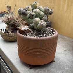 tephrocactus  geometricus