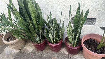Snake plants in the old pots