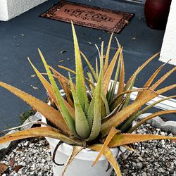 Big Aloe Plant In A Big Pot. 