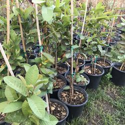 Fruit Trees Shade Trees Flowers Tomatoes Peppers Palms Shrubs Italian Cypress Etc
