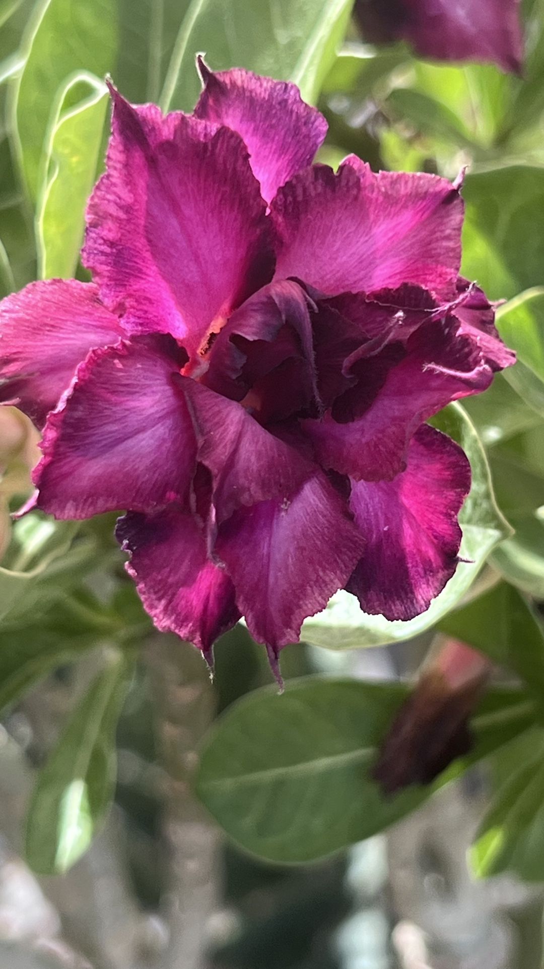 Adenium Obeesum XL Desert Rose
