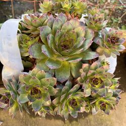 Plants hens and chicks 