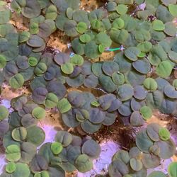 Red Root Floaters