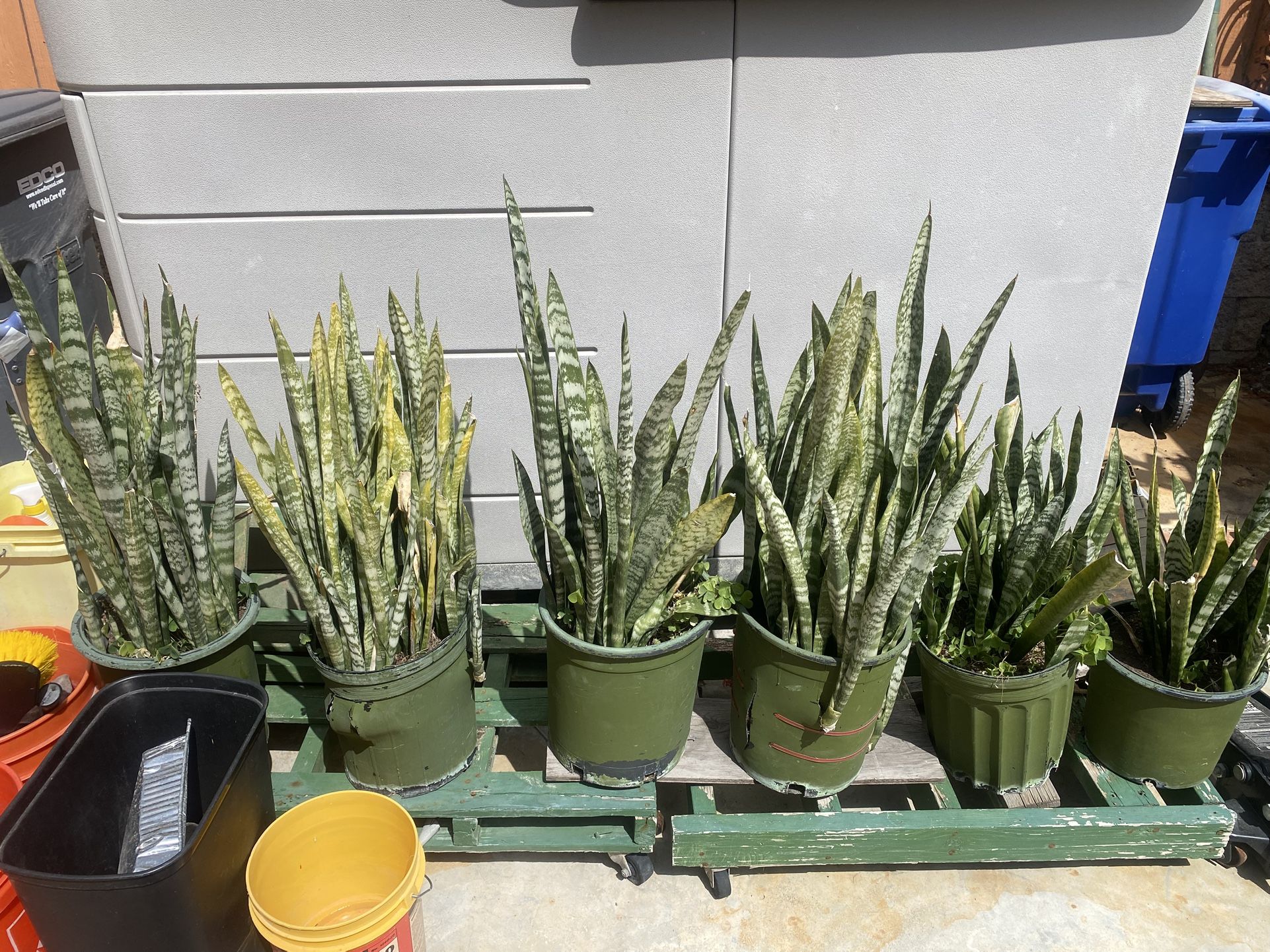 Plants