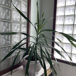 Potted Indoor Plant