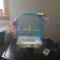  Parakeet