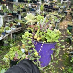 Succulent 1 Gallon Pot 