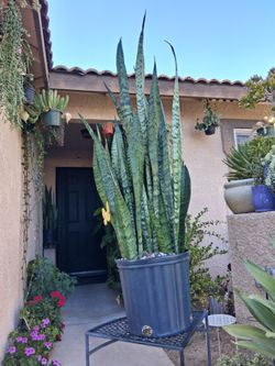XLG Sensaveria Zeylanica "Snake " Plant $65